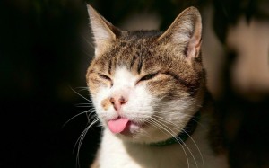 Cat-Tongue-Wallpaper-Awesome